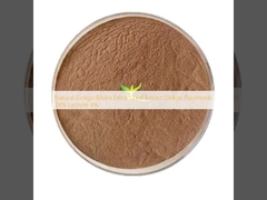 สารสกัดจากใบแปะก๊วยธรรมชาติ สารสกัดจากแปะก๊วย ฟลาโวนอยด์ 24% แลคโตน 6%