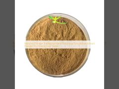 สารสกัดจากสมุนไพรธรรมชาติของจีน Rhizoma Picrorhizae สับ Hu Huang Lian Extract