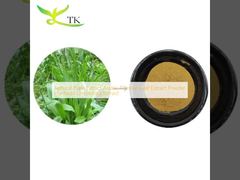 สารสกัดจากพืชธรรมชาติ ผงสกัดจากใบหญ้าปักกิ่ง Plantago Lanceolata Extract